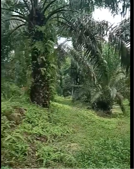 Rumah